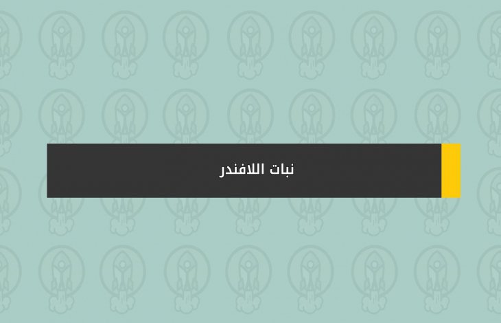 نبات اللافندر