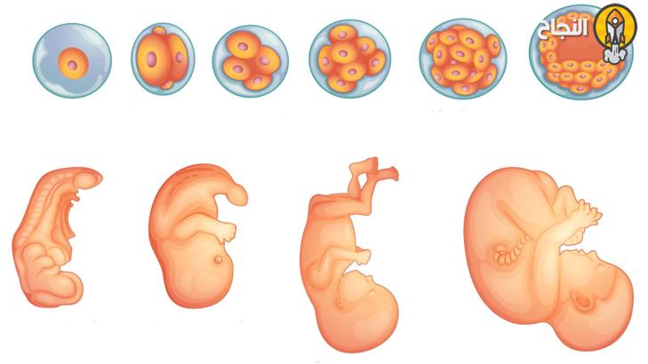 مراحل تطور الجنين خلال فترة الحمل
