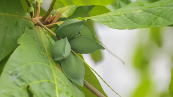 اللوز الاستوائي: فوائده الصحية وقيمته الغذائية المذهلة