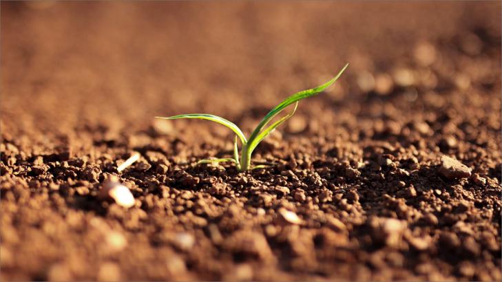 هل تحتاج التربة إلى ضوء الشمس؟