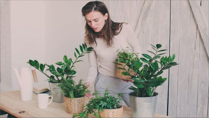ما هو تأثير النباتات المنزلية على الصحة النفسية؟