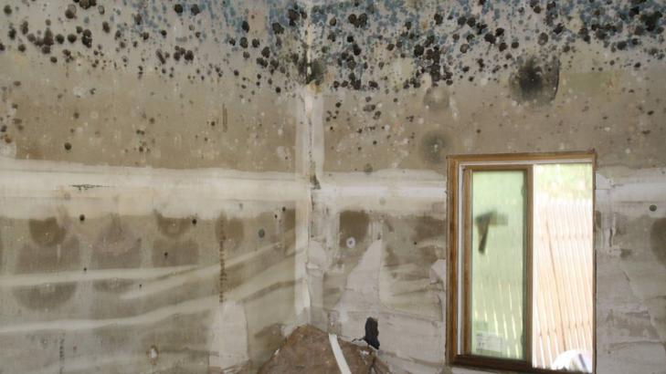 المشكلات الصحية الناجمة عن العفن المنزلي السام