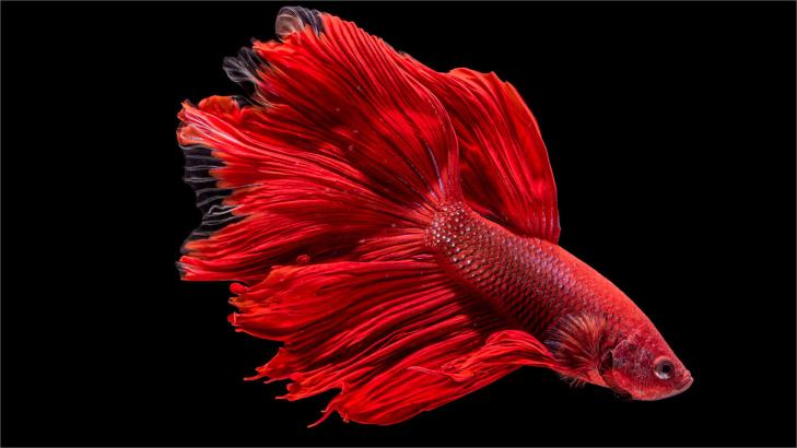 كل ما تريد معرفته عن سمك الفايتر