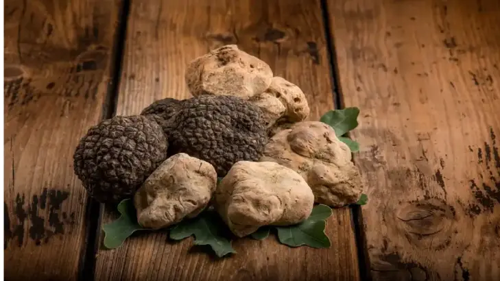 ما هو الترافل (الكمأة)؟ تعرَّف على أسراره وفوائده