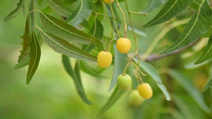 فوائد شجرة النيم واستخداماتها المختلفة