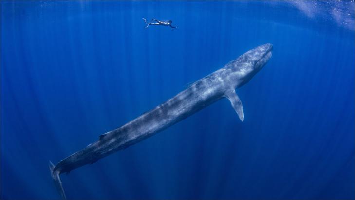 الحوت الأزرق أكبر حيوان على وجه الأرض