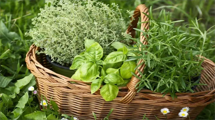 دليل شامل لعشبة المدينة: فوائدها واستخداماتها