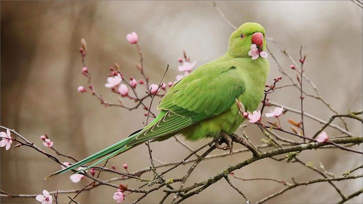 ببغاء الدرة الهندي: جمال وسحر من بلاد الهند