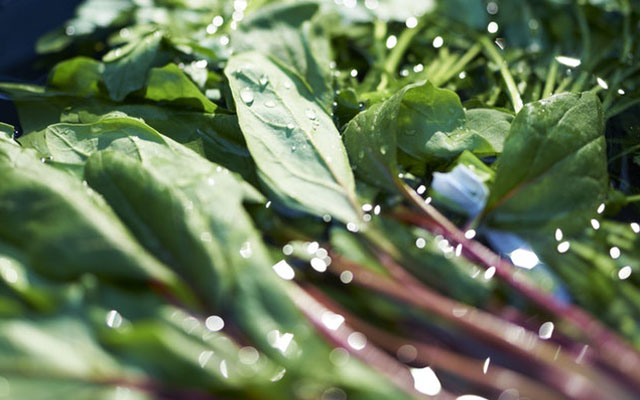 الخضروات الورقية