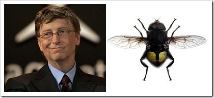 bill gates' flower fly